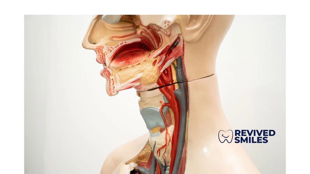 Comprender su anatomía bucal y manejar problemas dentales comunes