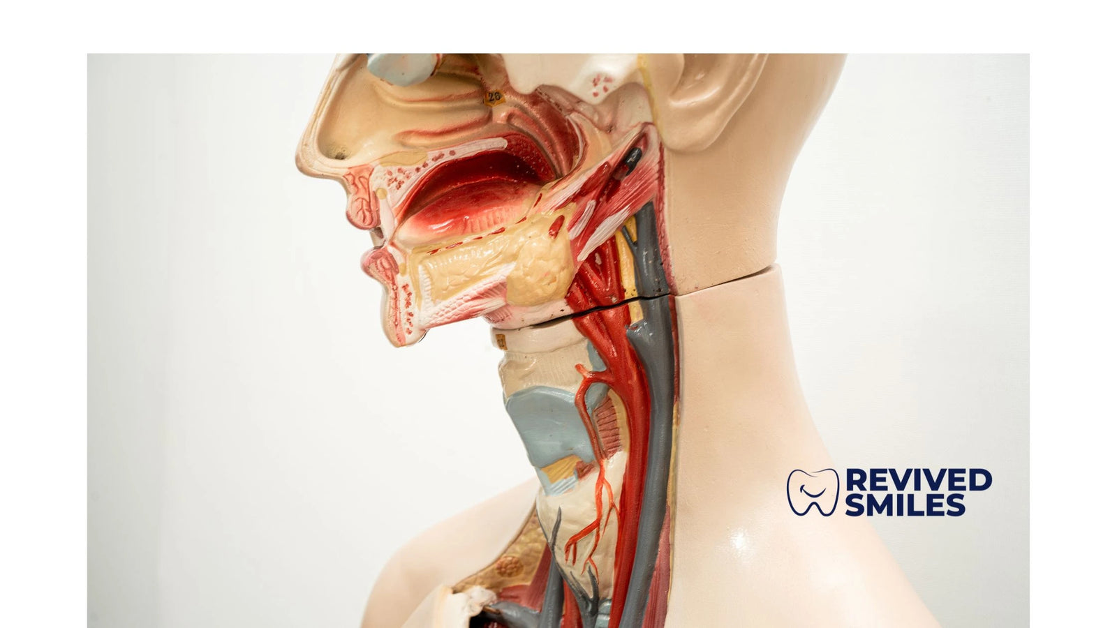 Oral Anatomy and Managing Common Dental Issues - Revived Smiles