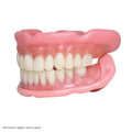 Easy Denture